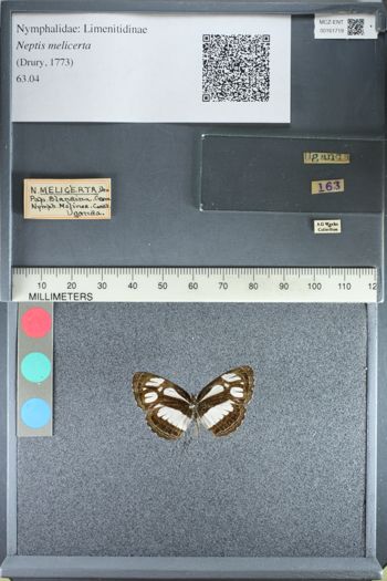 Media type: image;   Entomology 161719